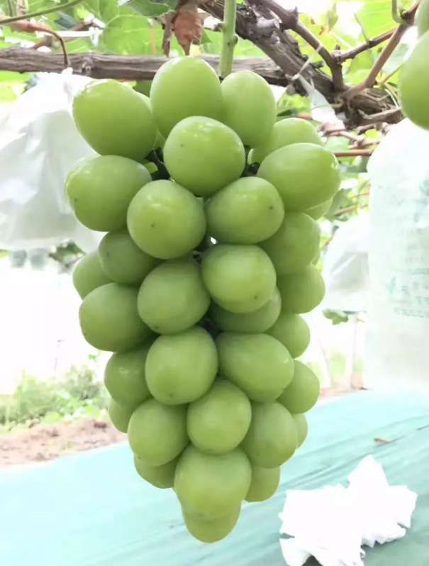 阳光玫瑰
